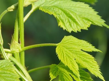 Seminar: Borrelien und Infektionserkrankungen behandeln 27.05.2026