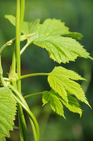Seminar: Borrelien und Infektionserkrankungen behandeln 27.05.2026