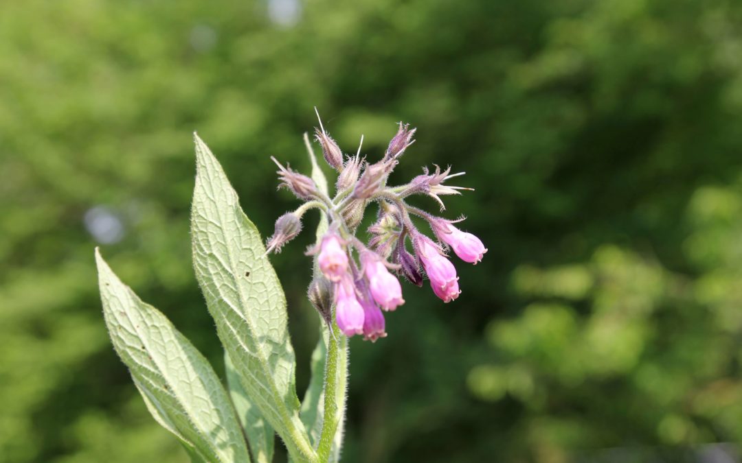 Praxiskurs: Elixiere und Tinkturen herstellen