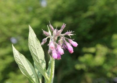 Praxiskurs: Elixiere und Tinkturen herstellen