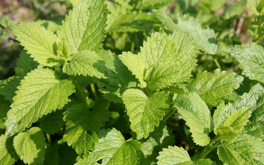 Freitag 08.05.2026 Frühlingskräuter Kochkurs