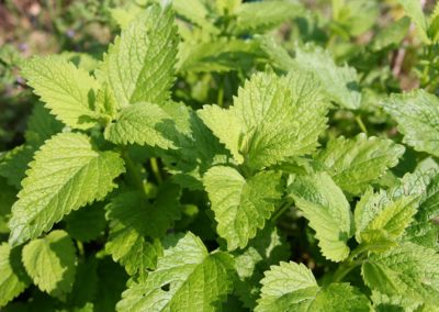 Freitag 08.05.2026 Frühlingskräuter Kochkurs